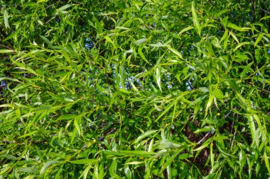 Taze yeşil söğüt ağacı, tasarım için güzel doğal arka plan.