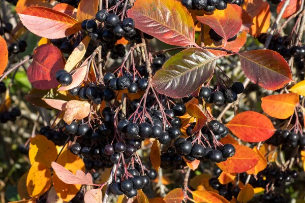 Apfelbeerenstrauch im Herbst mit Beeren und gelben und roten Blättern — Stockfoto