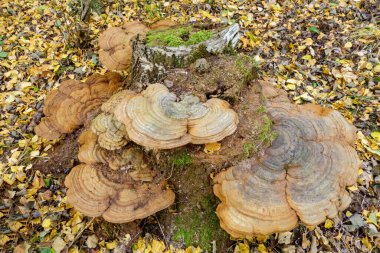 Sonbaharda ormandaki bir ağaç kütüğünün üzerinde kahverengi odunsu mantarlar.