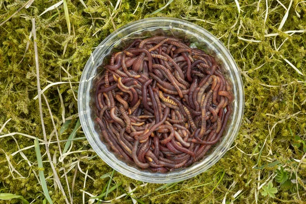 Červi ve sklenici na zelené trávě, rybářská návnada a kompostní červi na sedmé farmě — Stock fotografie