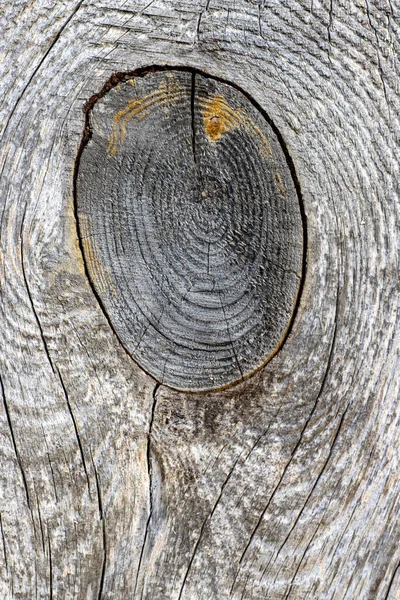 Zaagsel close-up, getextureerde houten ondergrond voor ontwerp — Stockfoto