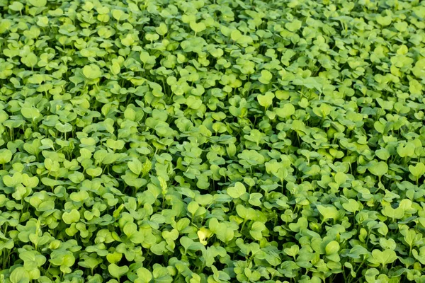 Beautiful green background of mustard shoots, green fertilizer, green manure for the garden — Stock Photo, Image