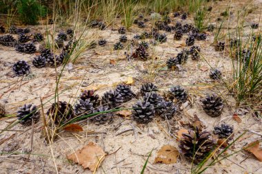 Sahildeki kumda çam kozalakları, güzel doğa manzarası. Seyahat kavramı