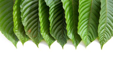 mitragyna speciosa korth kratom. İlaç olarak yenen yapraklar, tıbbi bitki ve bağımlılık yapıcı bir madde.