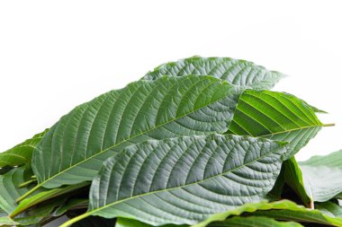 mitragyna speciosa korth kratom. İlaç olarak yenen yapraklar, tıbbi bitki ve bağımlılık yapıcı bir madde.
