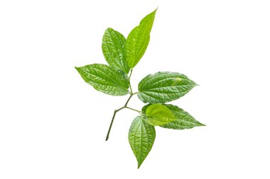 Beyaz arkaplanda yeşil betel yaprağı izole