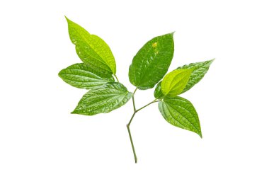 Beyaz arkaplanda yeşil betel yaprağı izole