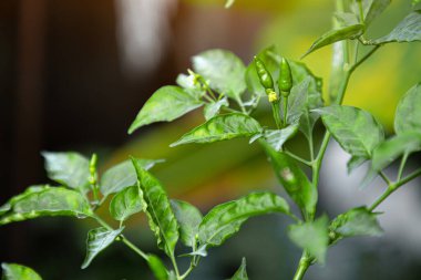 Capsicum annuum (Tayland biberi) Tayland yemeklerinin çeşitli türlerinde kullanılan malzemelerdir. Baharatlı bir tat al. Sonuç yeşildir. Olgun meyveler kırmızıdır. Öğleden Sonra Işığıyla Tayland 'daki Chili Garden.
