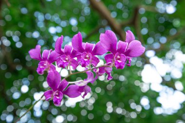 Coral Vine veya Antigonon leptopot kanca çiçeğinin (seçici odak noktası)