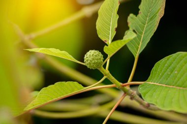 Korth kır evi çiçekleri, (Kratom çiçekleri) doğada büyüyen bağımlılık yapıcı ve tıbbi.