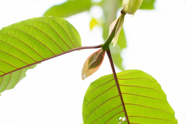 Mitragyna Speciosa Kratom Blad Thailändska Växtbaserade Som Uppmuntrar Hälsa — Stockfoto