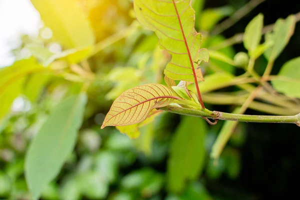 Mitragyna Speciosa Φύλλα Kratom Ταϊλανδικά Βότανα Που Ενθαρρύνουν Την Υγεία — Φωτογραφία Αρχείου