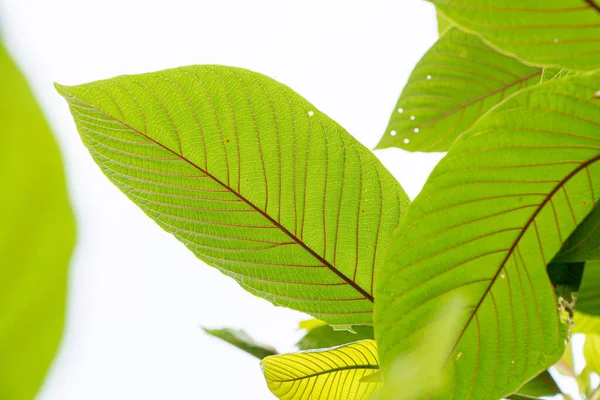 Mitragyna Speciosa クラトムの葉 健康を奨励するタイのハーブ — ストック写真