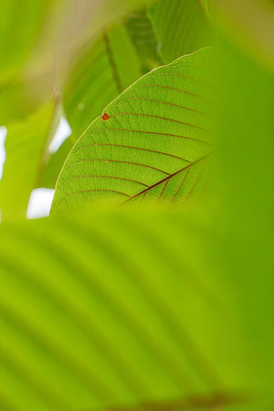 Митрагина Специализируется Тайских Травах Листьях Кратома Которые Укрепляют Здоровье — стоковое фото