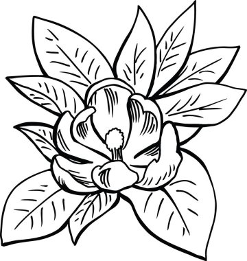 Manolya Çiçeği Vektör İllüstrasyonu