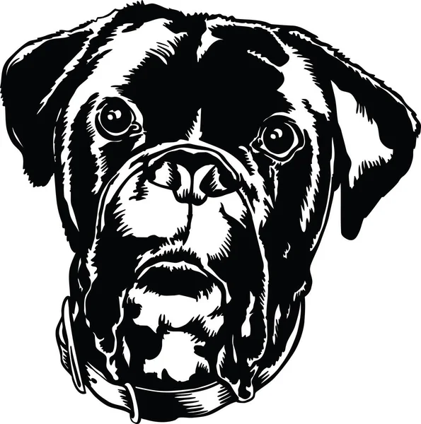 Boxer Bulldog Mix Head Vector Ilustración — Archivo Imágenes Vectoriales