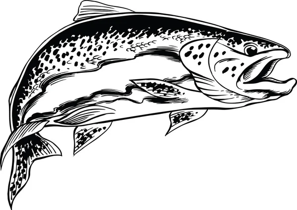 Steelhead Trout Vector Illustrazione — Vettoriale Stock