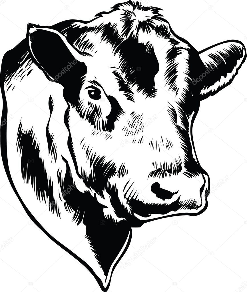 Bull Head Vector Illustration