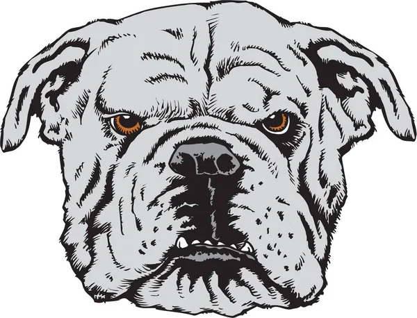 Bulldog Mascote Cabeça Vector Ilustração — Vetor de Stock