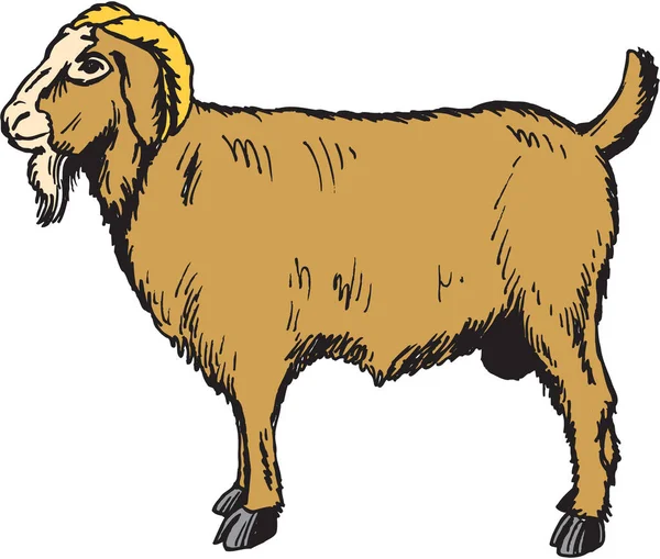 Farm Goat Vector Illustration — Stock Vector