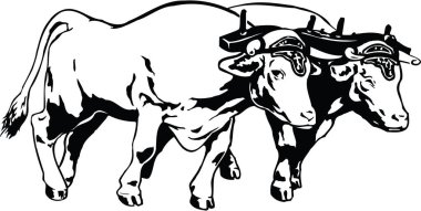 Oxen in Yoke Vector Illustration clipart