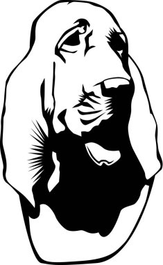 Bloodhound baş vektör çizim