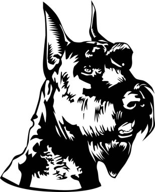 Schnauzer Baş Vektör İllüstrasyonu