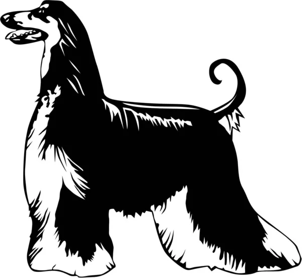 Afghan Hound Vector Ilustração — Vetor de Stock