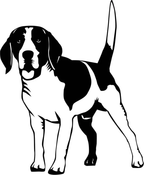 Ilustração Vetor Cão Beagle —  Vetores de Stock