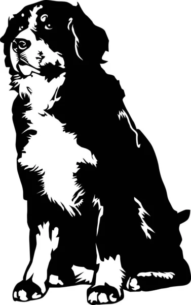 Bernese Mountain Dog Vektor Illusztráció — Stock Vector