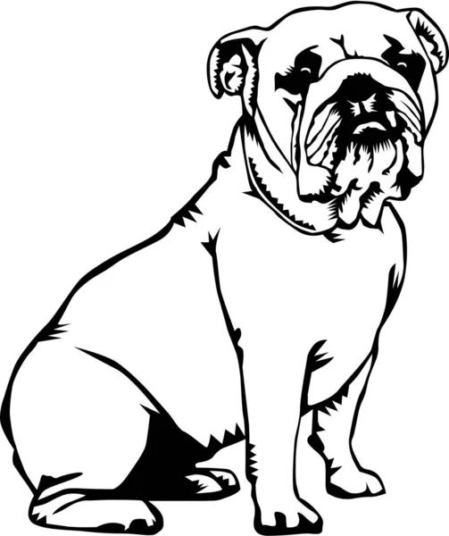 Bulldog Ülő Vektor Illusztráció — Stock Vector