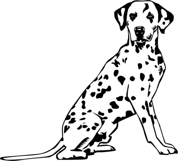 Dalmatian Sitting Vector Illustration — стоковий вектор