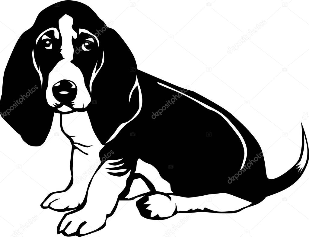 Basset Hound Vector Illustration