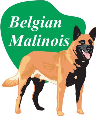 Belçika Malinois Vektör İllüstrasyonu