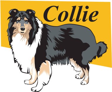 Collie Ayakta Duran Vektör İllüstrasyonu