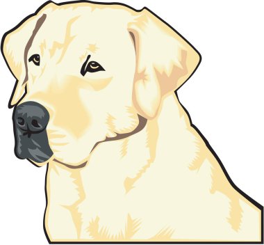 Labrador Vektör İllüstrasyonu
