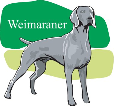 Weimaraner Ayakta Duran Vektör İllüstrasyonu
