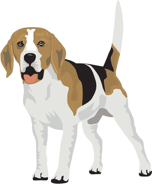 Ilustração Vetor Cão Beagle — Vetor de Stock