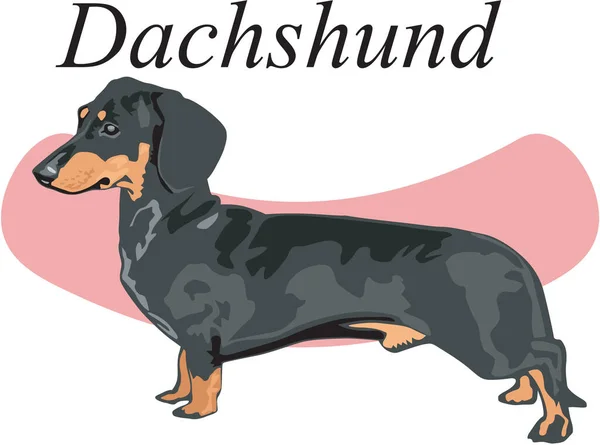 Dachshund Standing Vector Illustration — Stock Vector