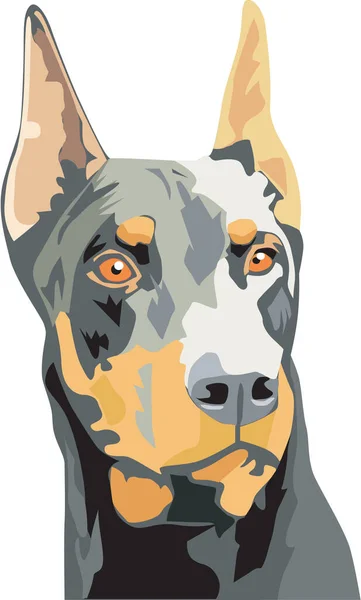 Doberman Pinscher Vector Ilustración — Archivo Imágenes Vectoriales