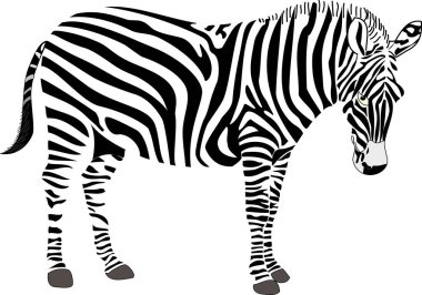 Afrika Zebra Vektör İllüstrasyonu