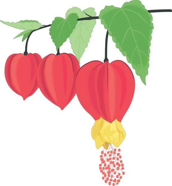 Abutilon Plant Vector Ilustración — Archivo Imágenes Vectoriales