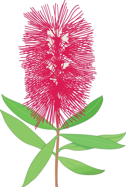 Bottlebrush Flower Vector Ilustración — Archivo Imágenes Vectoriales