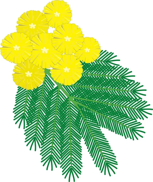 Mimóza Virág Vektor Illusztráció — Stock Vector