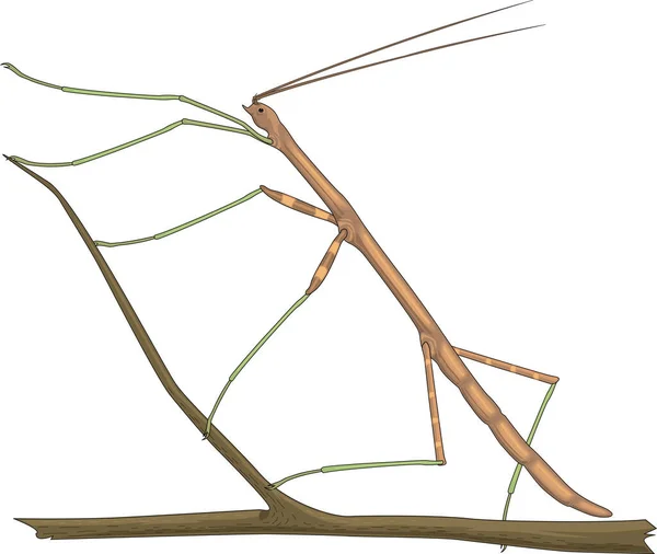 Walking Stick Bug Vector Illustratie — Stockvector