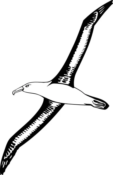 Siyah Kaşlı Albatros Vektör Llüstrasyonu — Stok Vektör