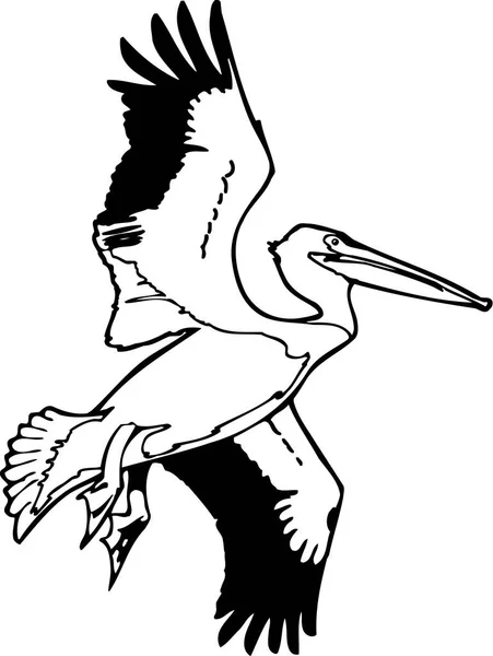 Amerikan Beyaz Pelikan Vektör Llüstrasyonu — Stok Vektör