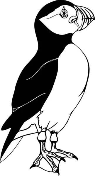 Atlantic Puffin Vector Illustration — стоковий вектор