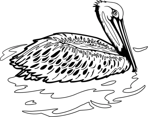 Kahverengi Pelikan Vektör Llüstrasyonu — Stok Vektör