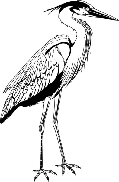 Stor Blå Heron Vektor Illustration — Stock vektor